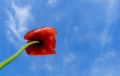 Blossom avatar